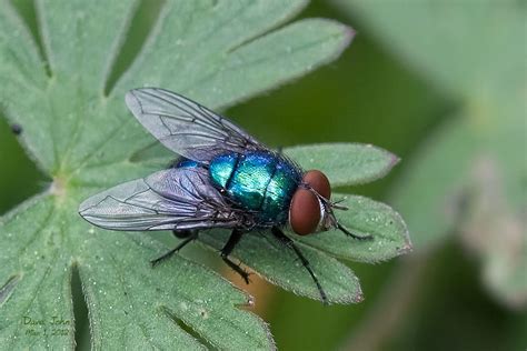 blue fly infestation